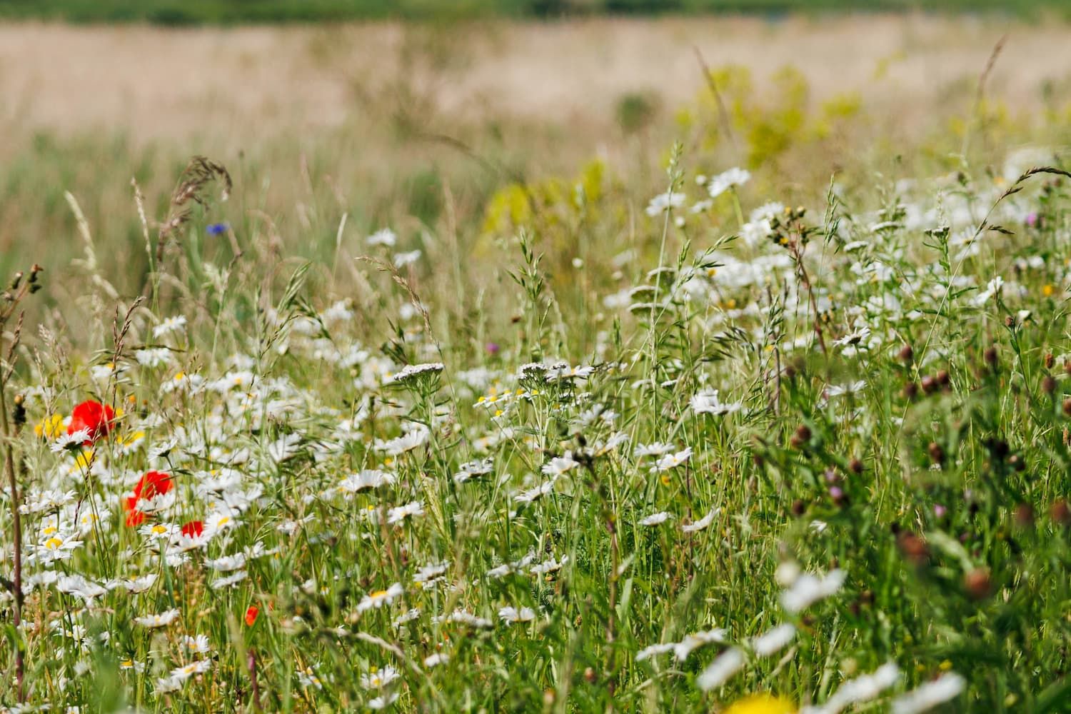 Wildplukken