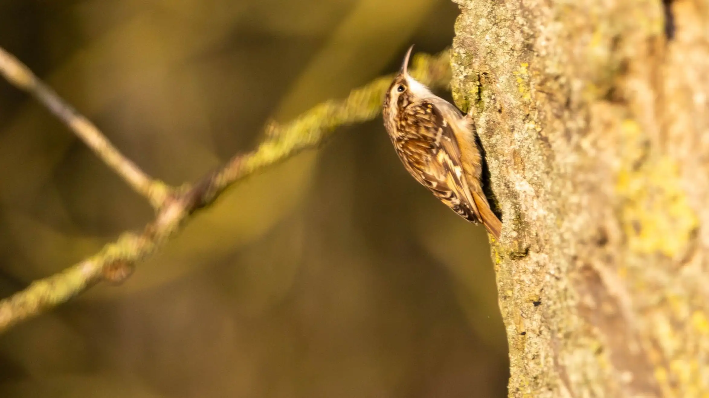 Urban Birding Breda