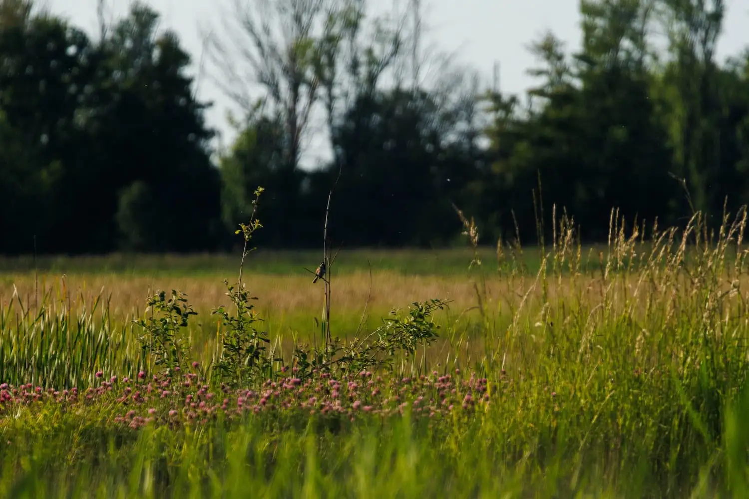 Header afbeelding