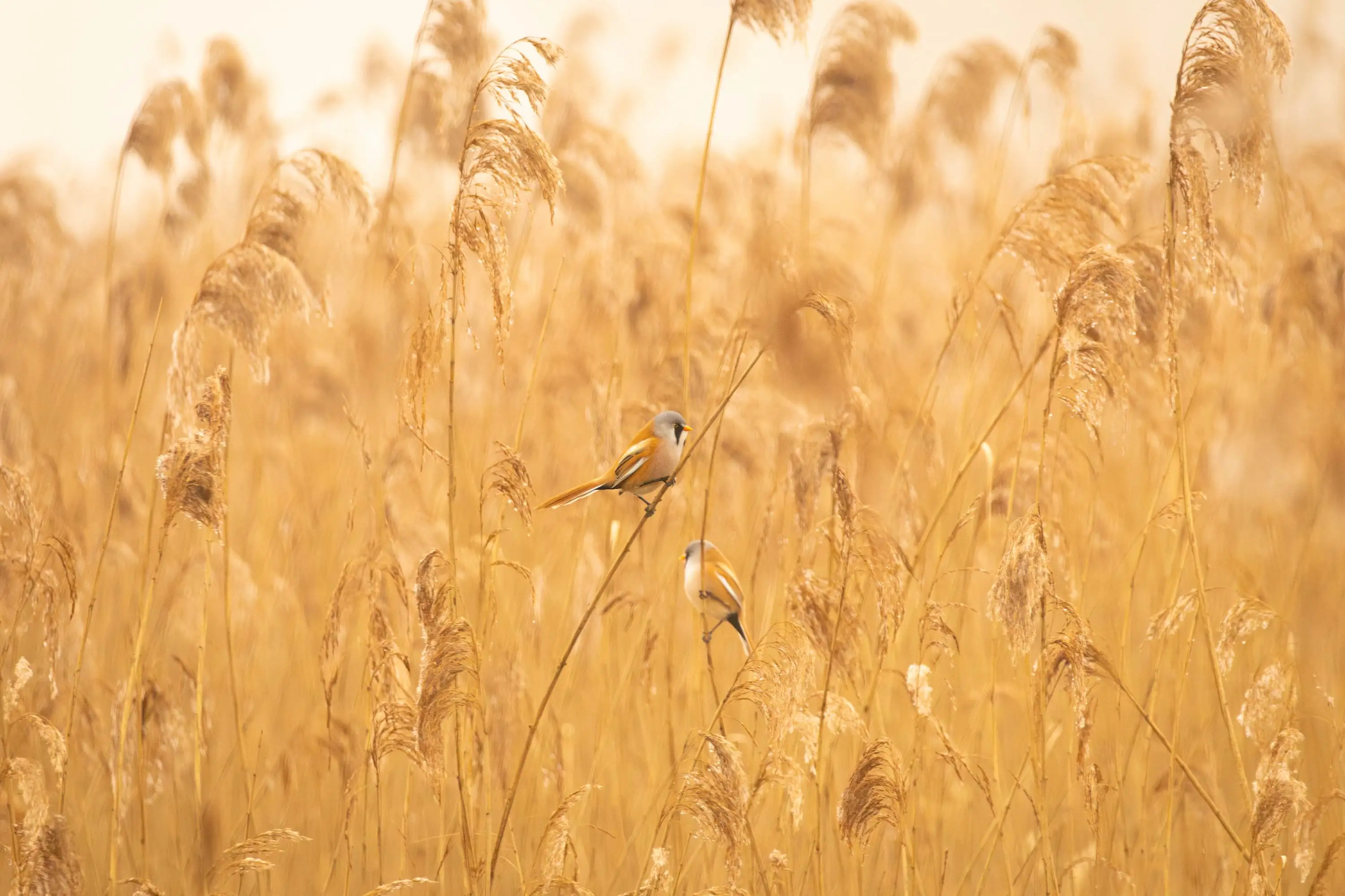 Natuurverhalen, interviews en publicaties